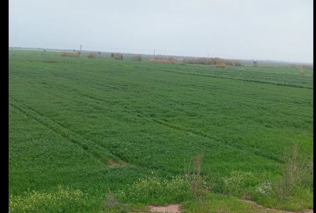 سه هکتار زمین کشاورزی درجه یک برای فروش