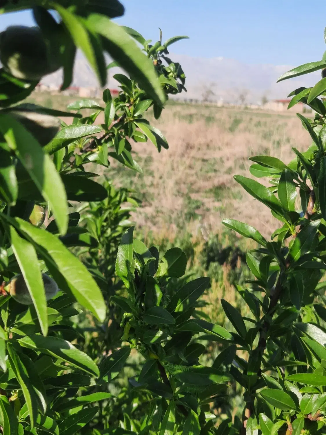 باغ750متری