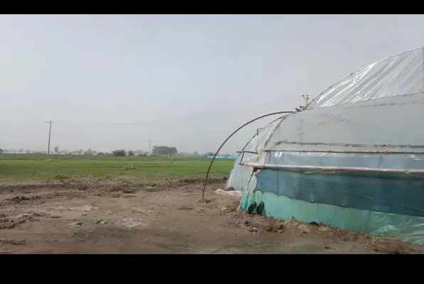 اجاره گلخانه کهنوج،کوتک وسط