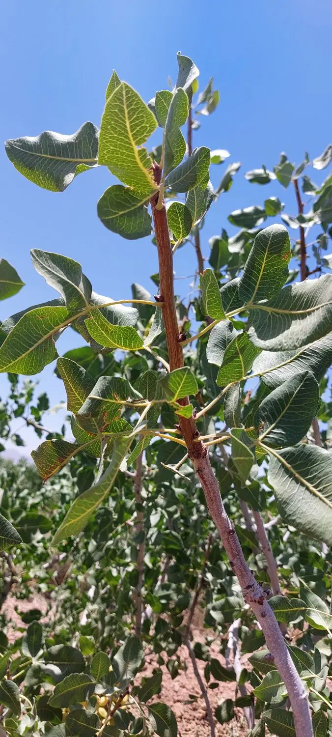 فروش پسته اکبری ثمری(سنددار)