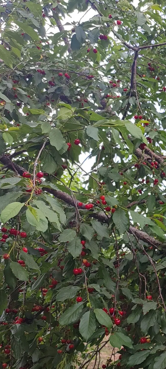 باغ میوه ۱۵۰۰ متر باسندشش دانگ پایه اصلی الو