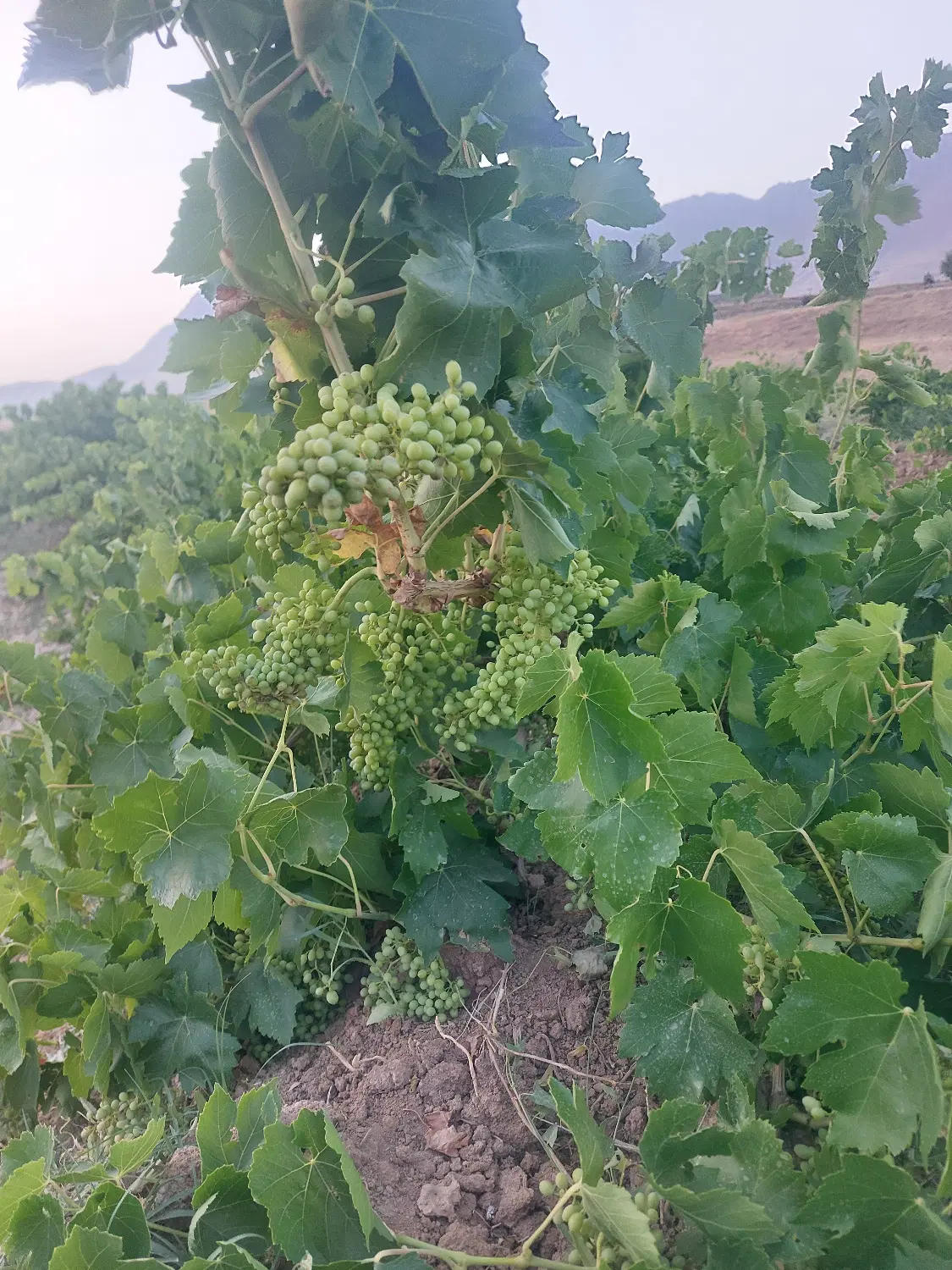 باغ انگور