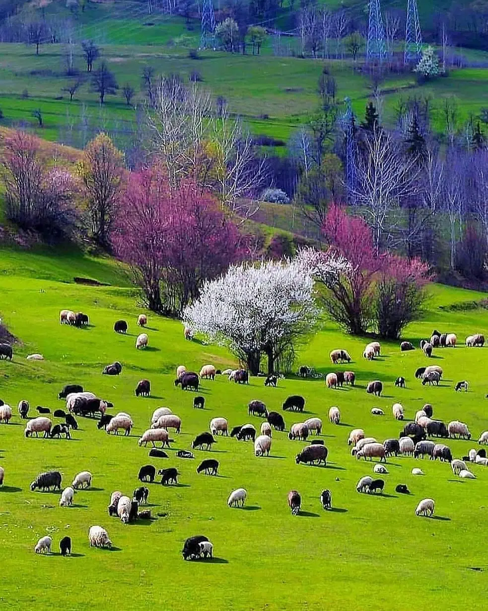 زمین چنارستان پنبه زاری
