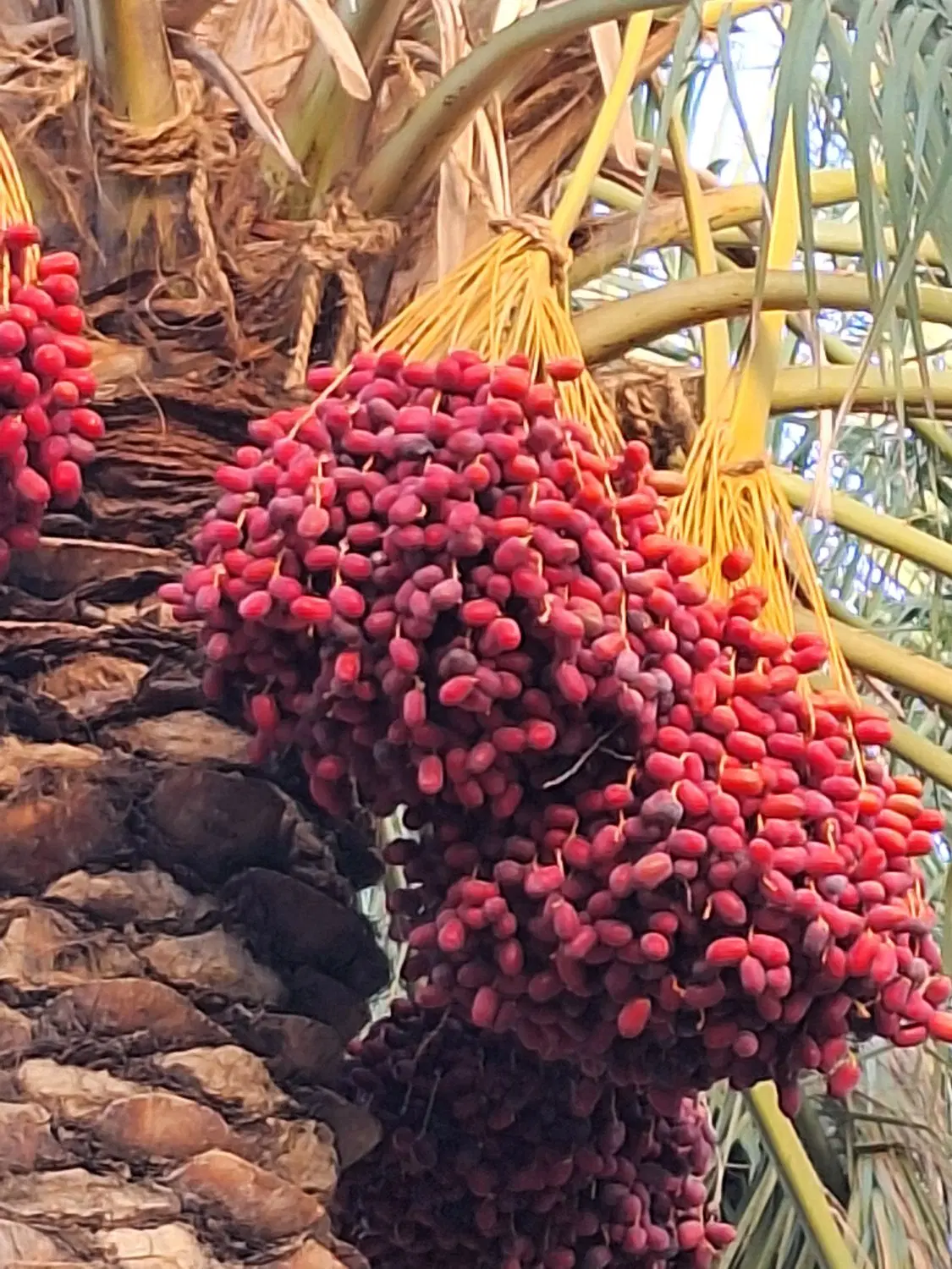 خرما برای اجاره