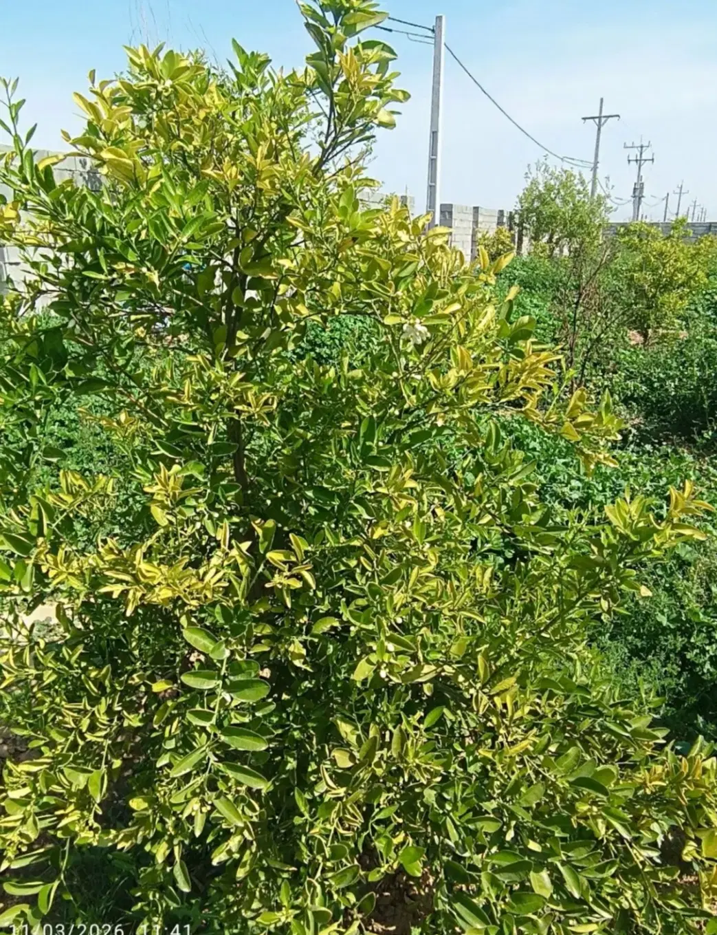 فروش باغچه 500متری
