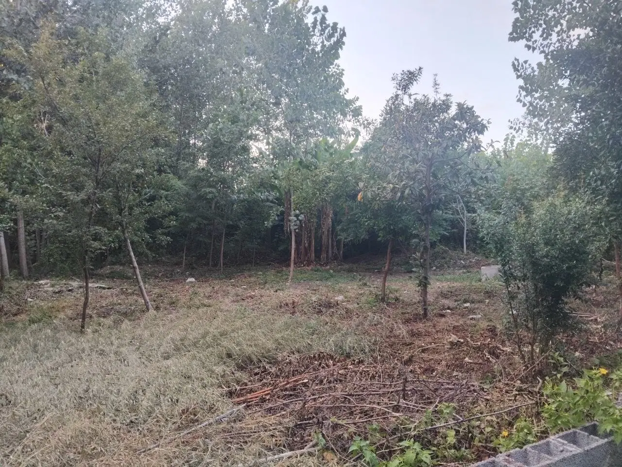 فروش زمین مسکونی ۵۰۰ متر در رشت