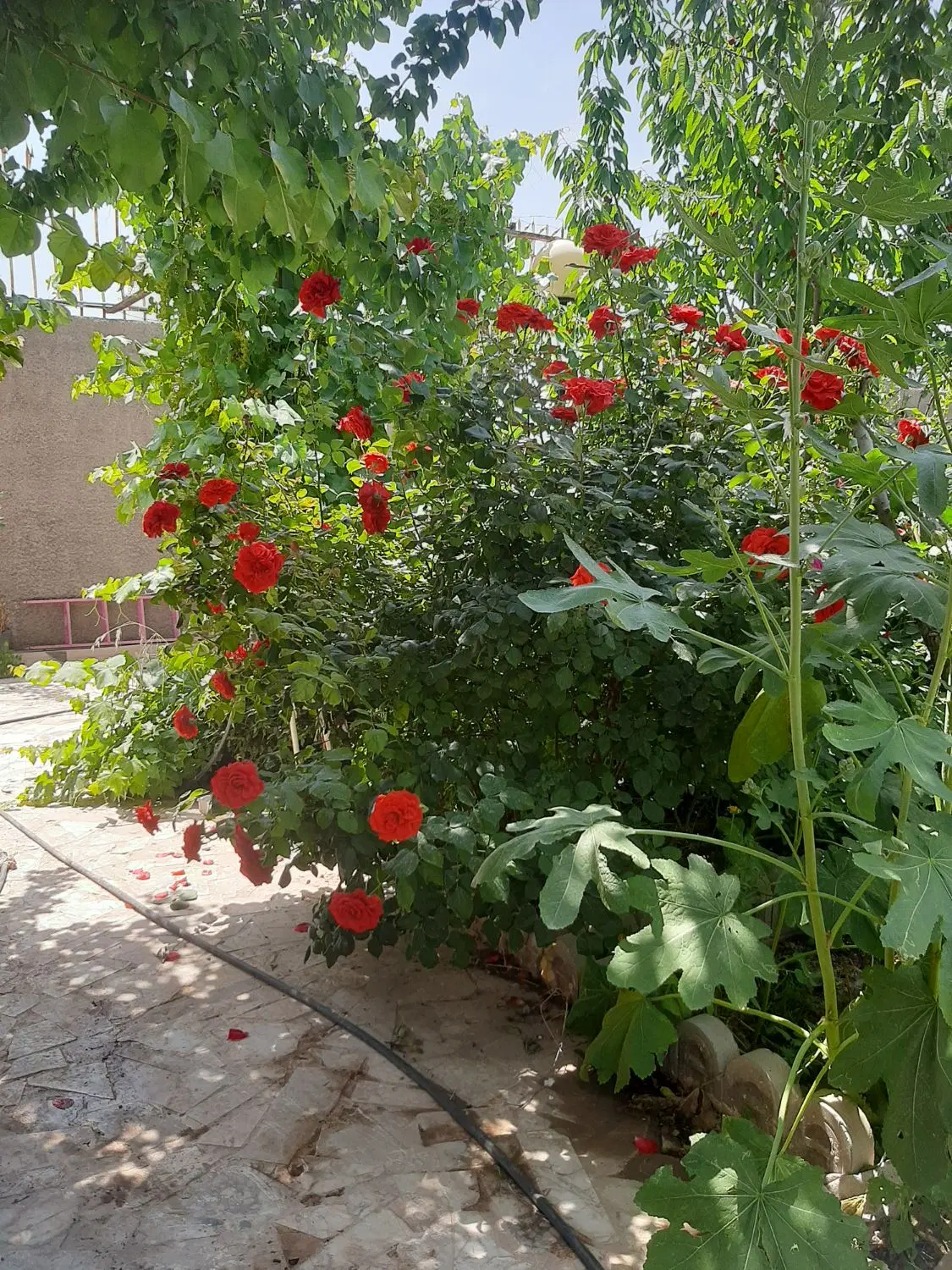 باغ ویلا ۷۵۰‌متری داخل بافت باغ فراگرد