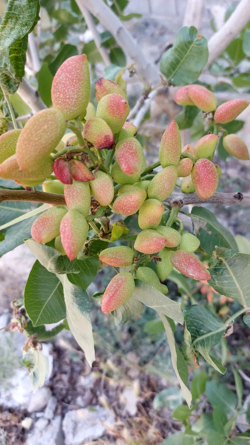 باغچه ۵۰۰ متری در ارغش اباد صفادشت