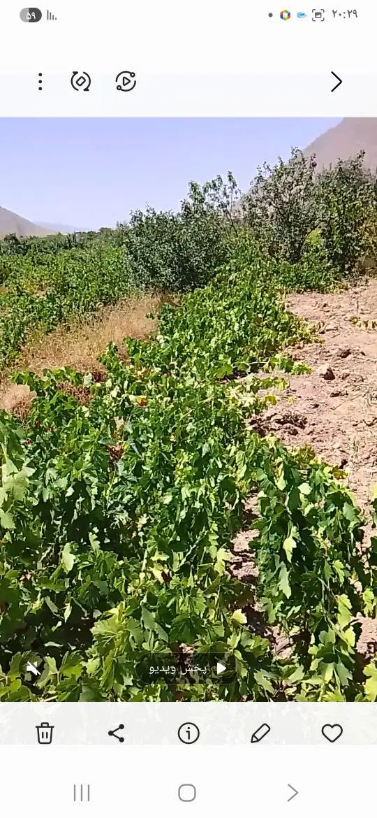 باغ   انگور و آلو