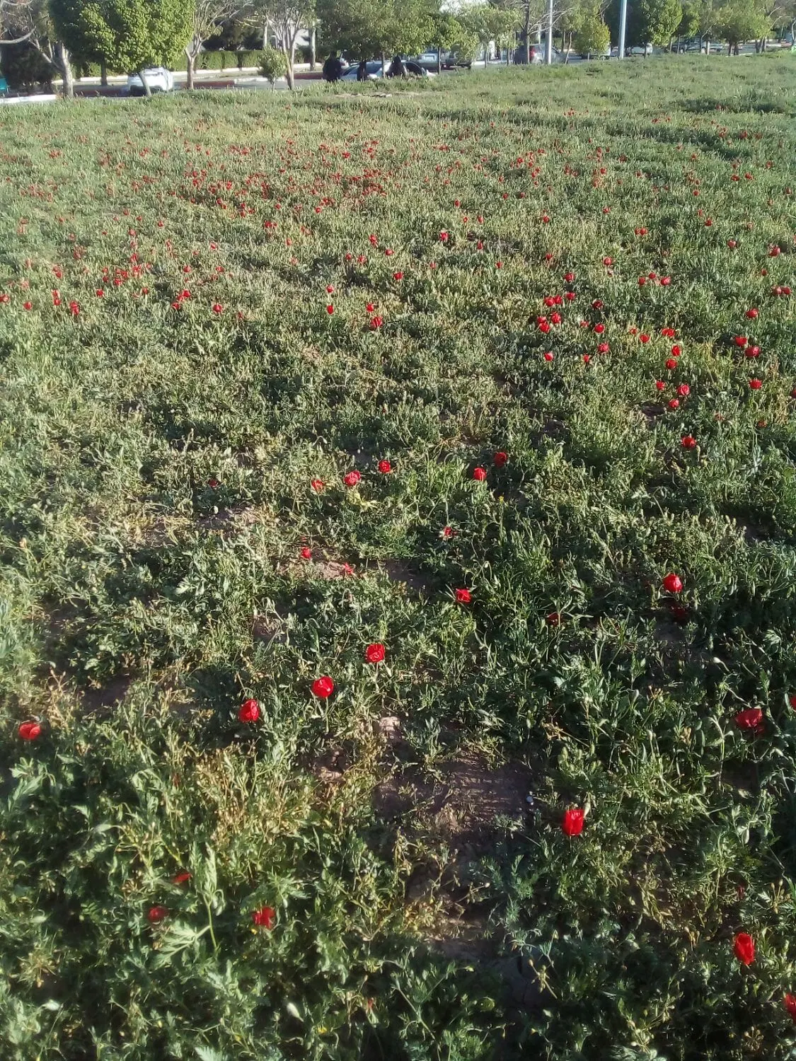 زمین فروشی بلوار ازادگان