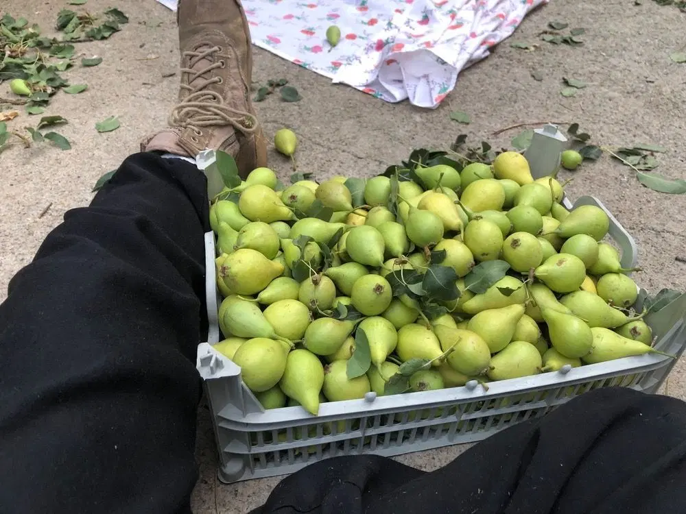خانه باغ به مساحت ۷۰۰متر در چالوس