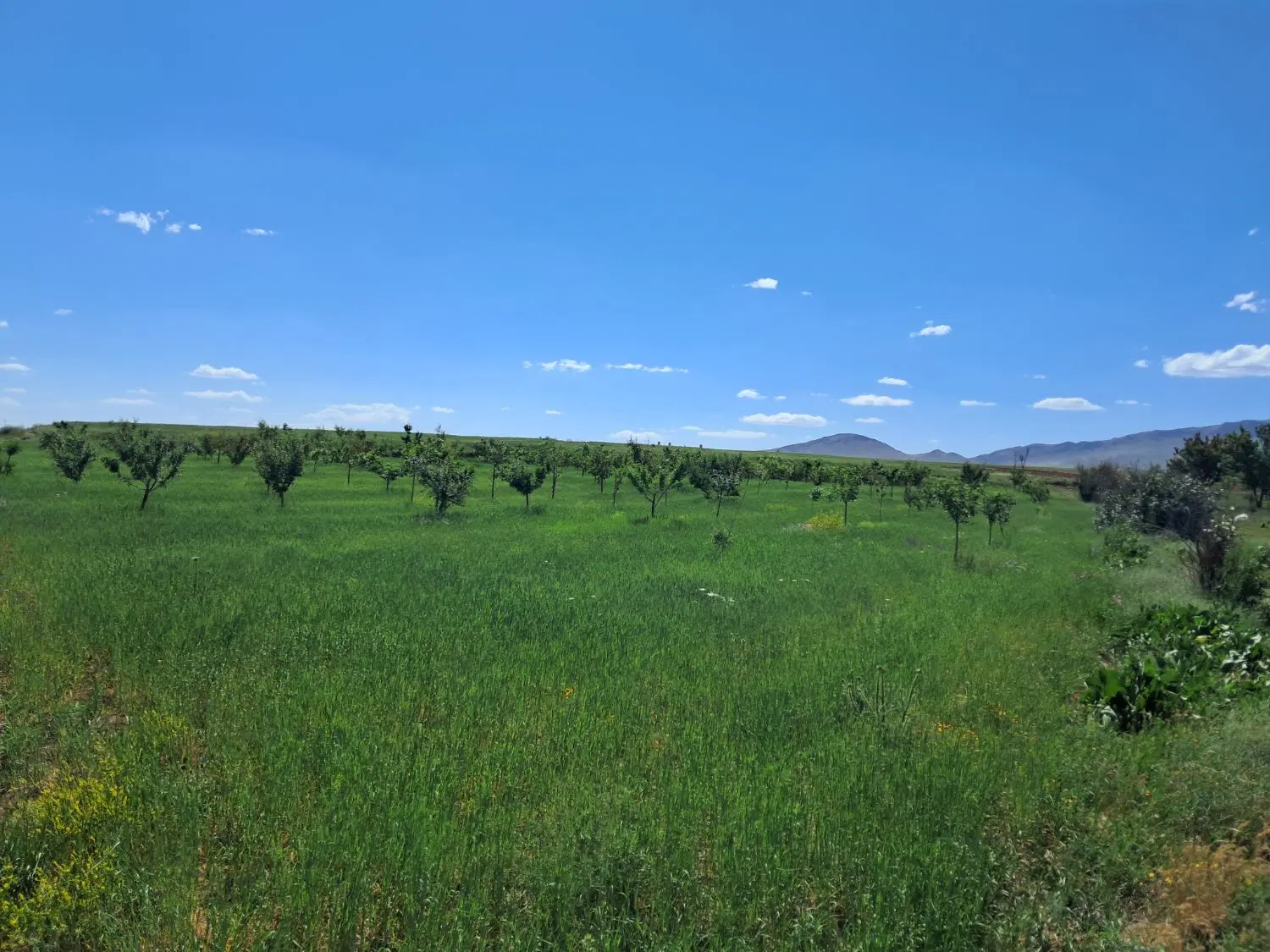 باغ کمربندی