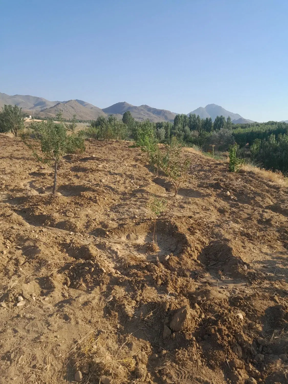 زمین باغی