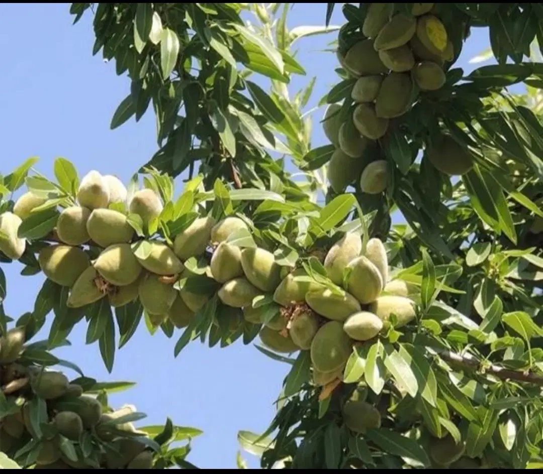 فروش باغشهری کودیان،آب‌پرده