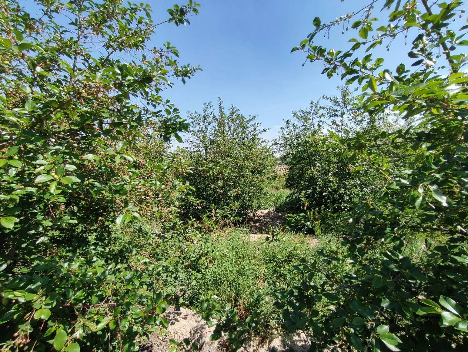 زمین باغی سند دار در محدوده شهری (زیر فی)