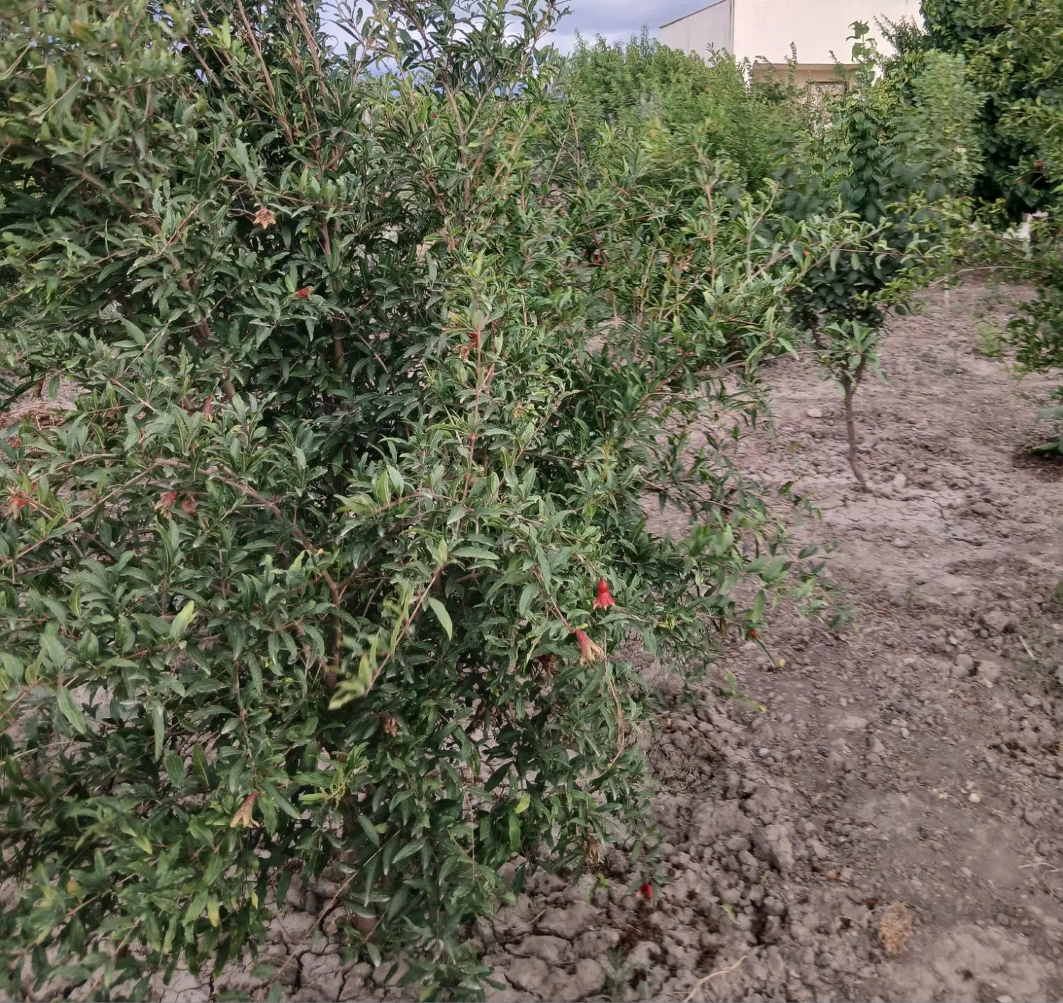 خانه باغ کمربندی سرخنکلاته