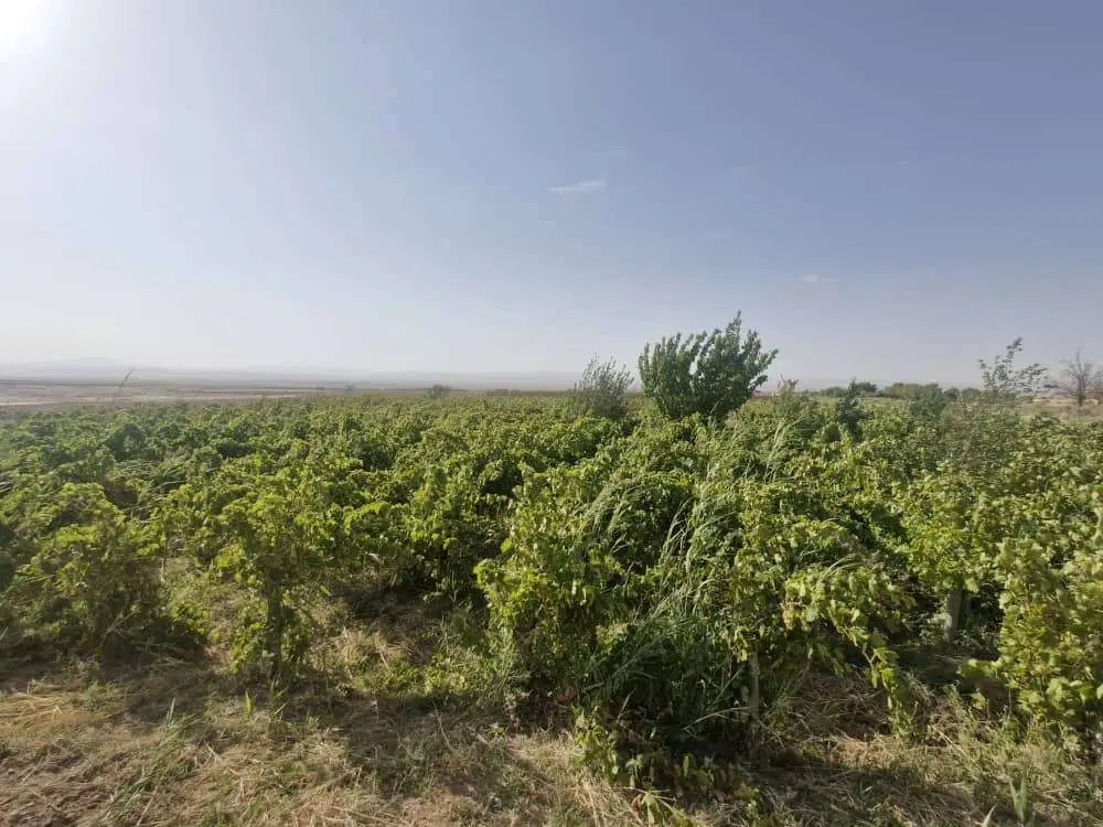 باغ واقع در روستای دیزج