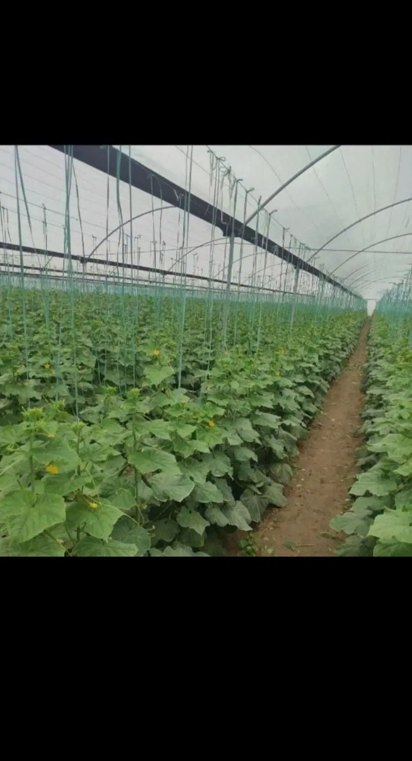 گلخانه بازمین