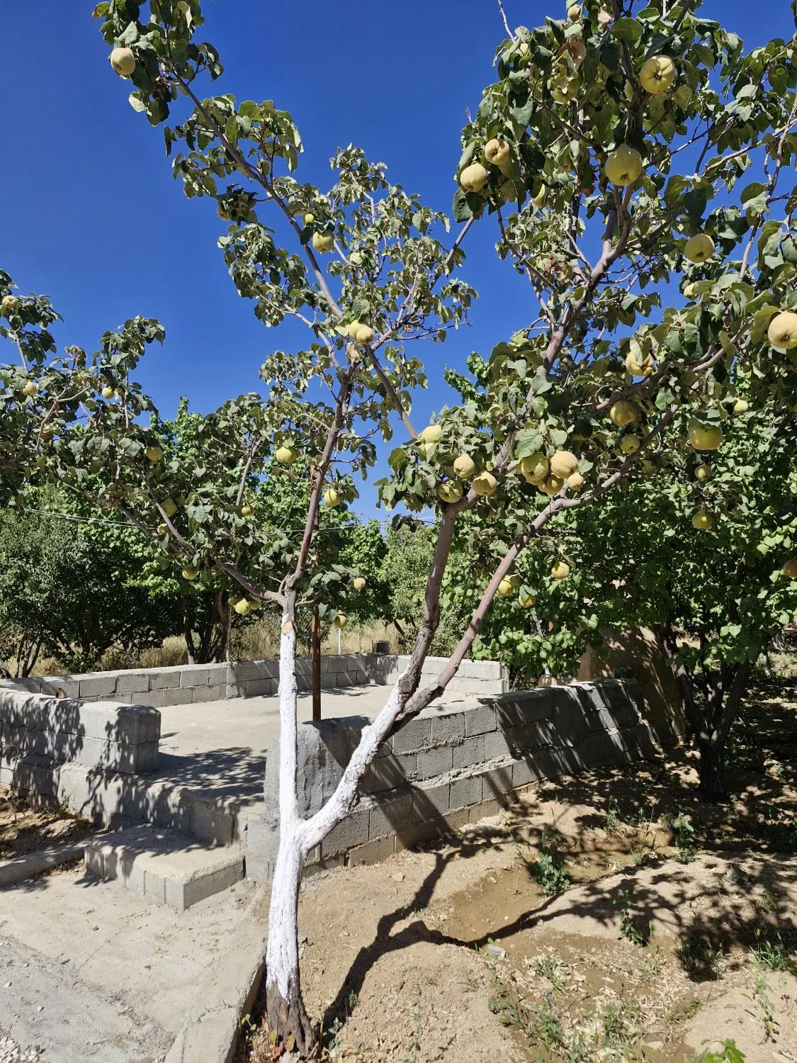 باغ ۵۰۰ متری