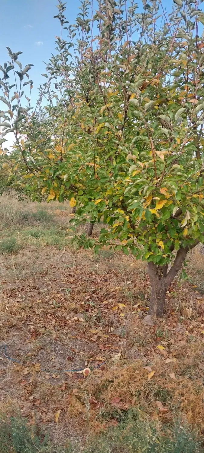 باغ ۶۰۰متری در کوی باغستان.دارای کانکس ۹متری