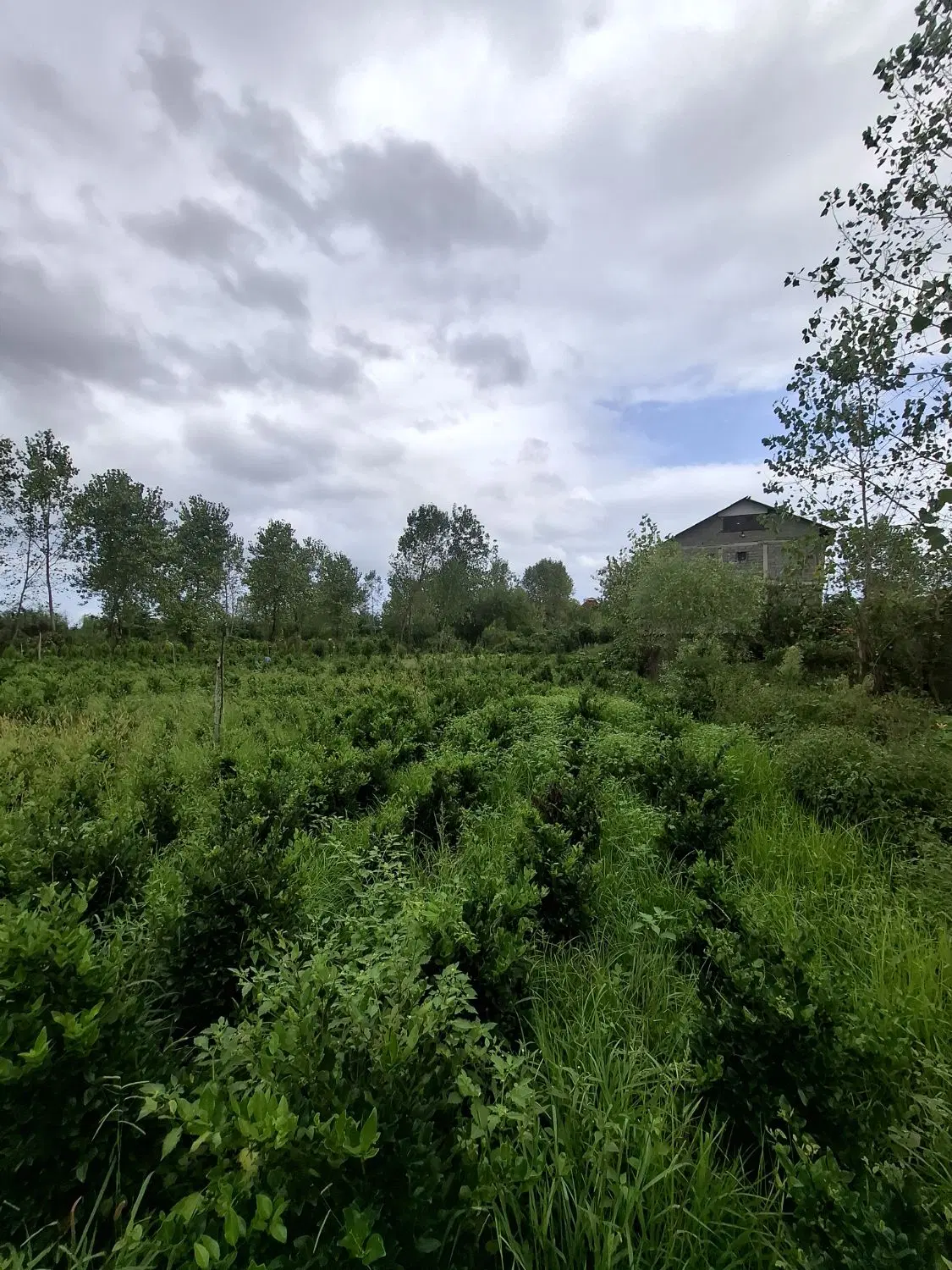 ۲۶۰ متر زمین برای سرمایه گذاری