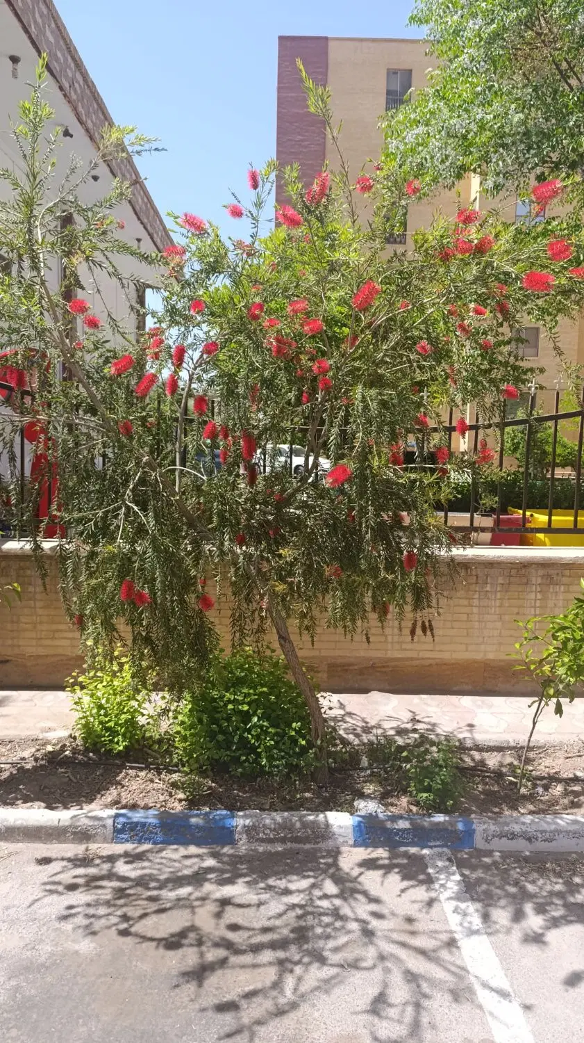 زمین توت فرنگی
