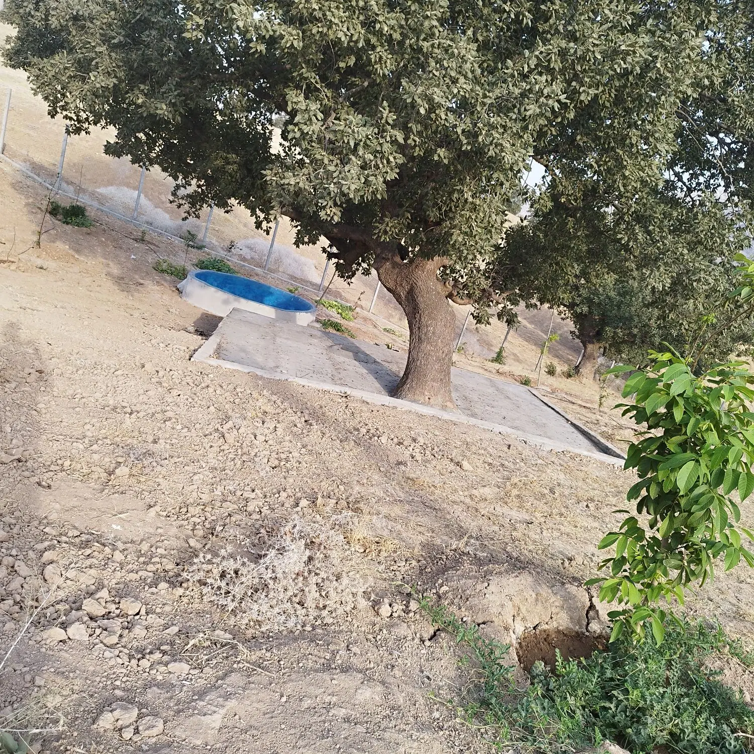 فروش باغ درختان گردو درشهر دهدز