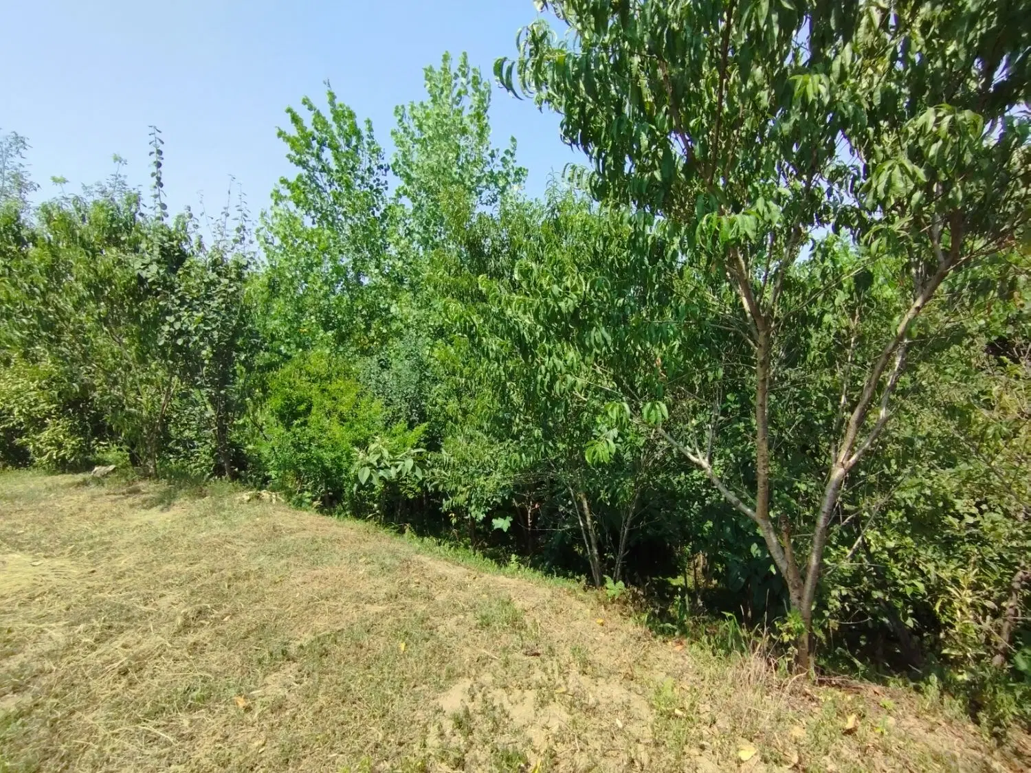زمین با مجوز ساخت