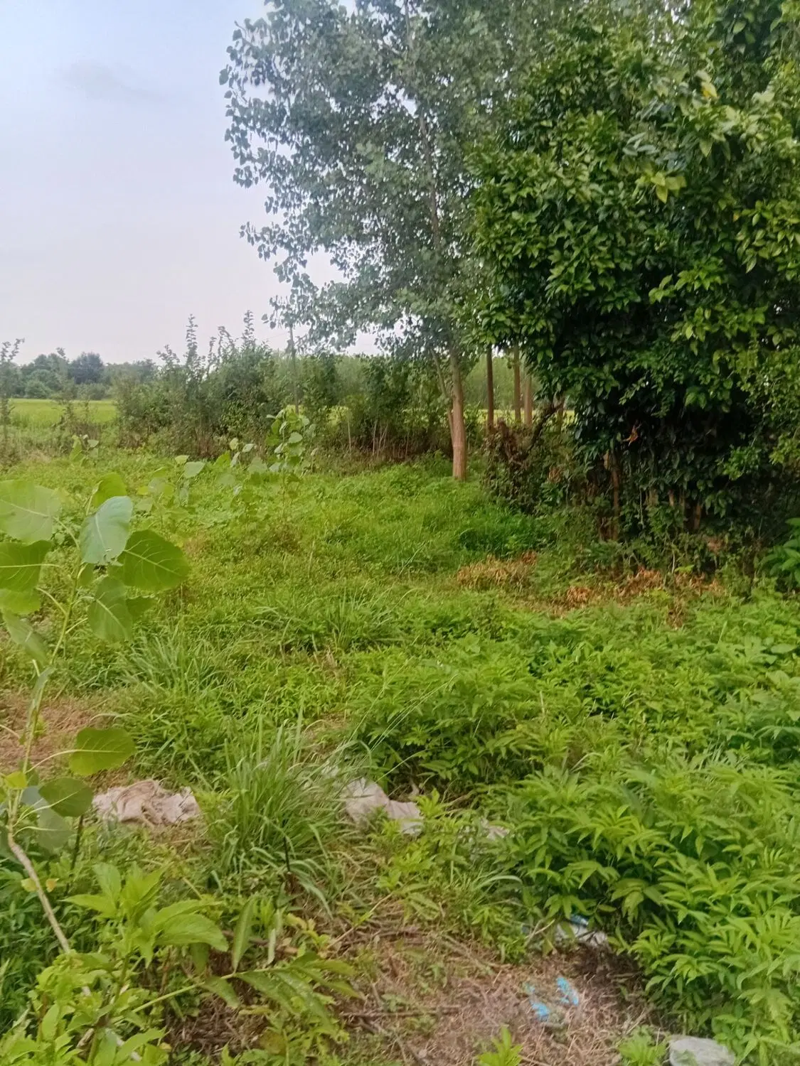 ۹۹۸متر مسکونی