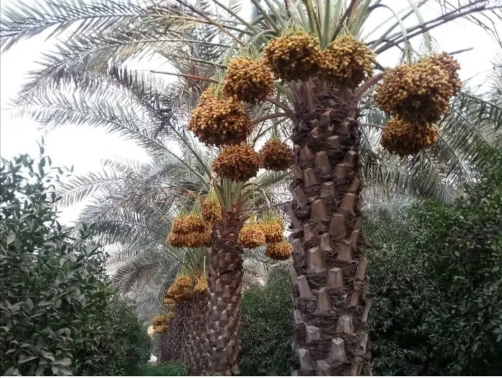 فروش زمین در روستای جنگیه