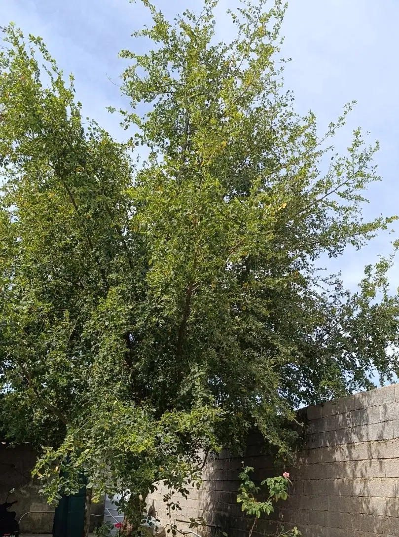 فروش خانه ویلایی سعداباد سند ثبتی