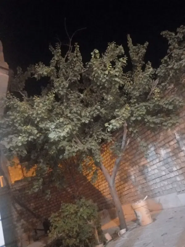 اجاره مسکونی