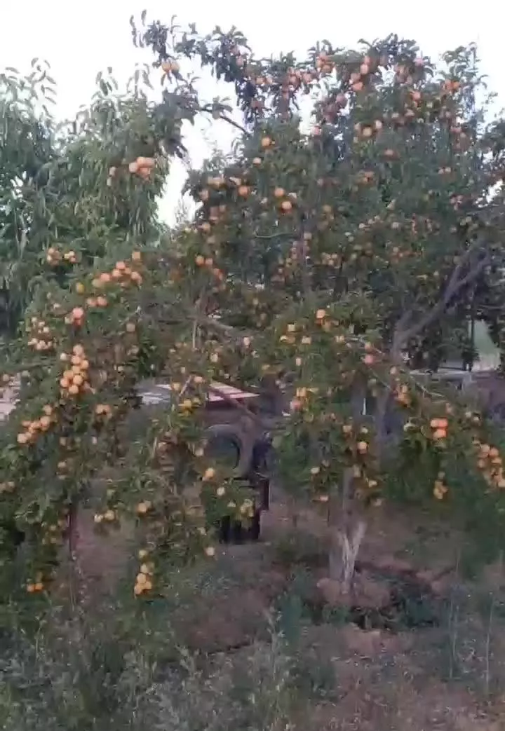 فروش باغ ۱۳۰۰ متری در روستای نیماور