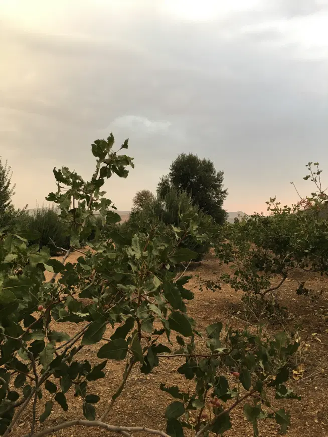فروش باغ
