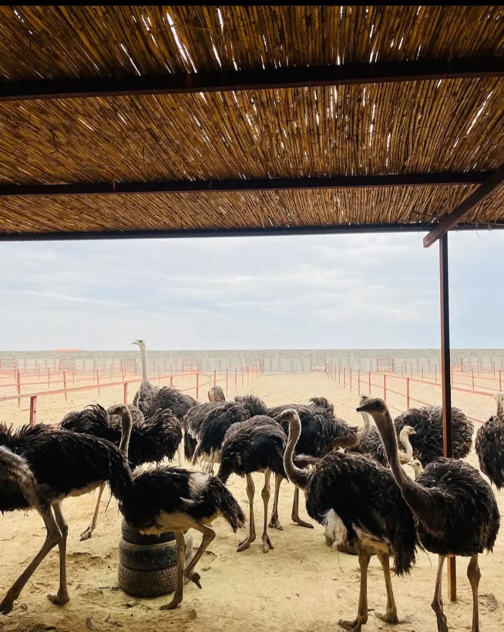 فروش پرورشگاه شتر مرغ