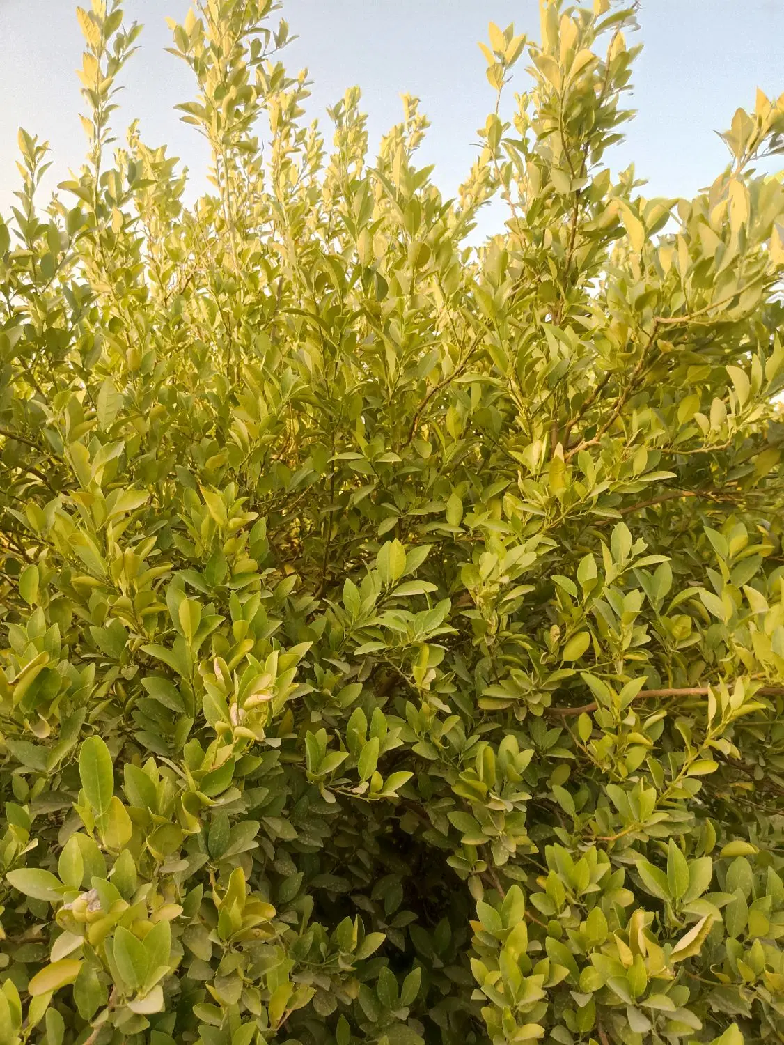 فروش باغچه