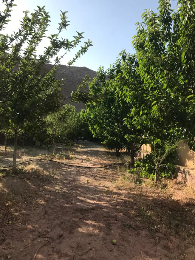 ۳۰۰ متر زمین دارای درخت میوه و سویت