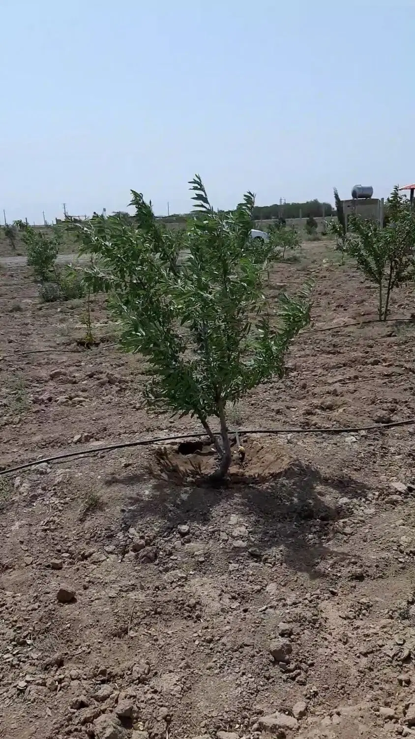 باغ ۵۷۰۰ متری با درختان ۳ ساله