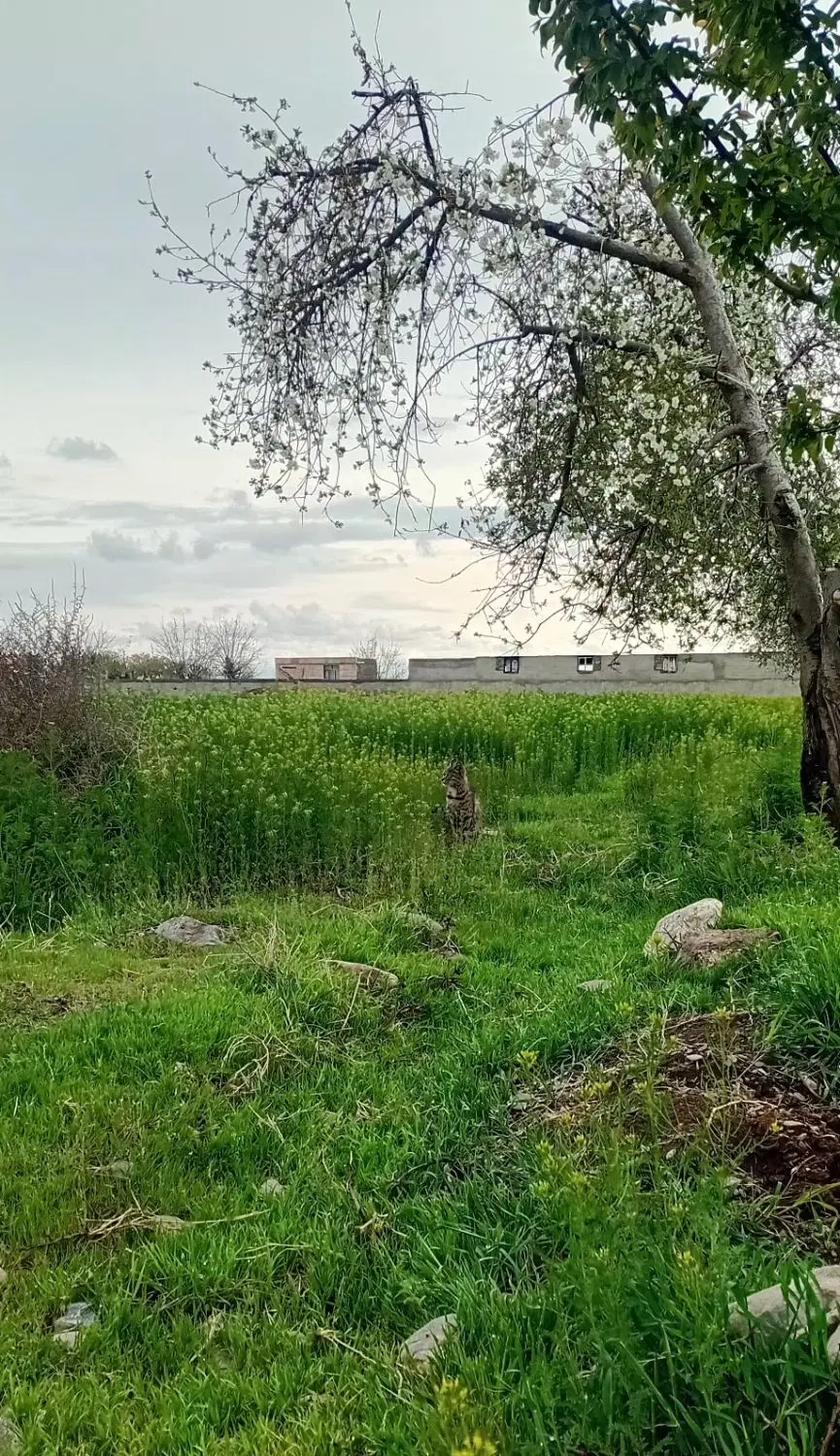 زمین فروشی