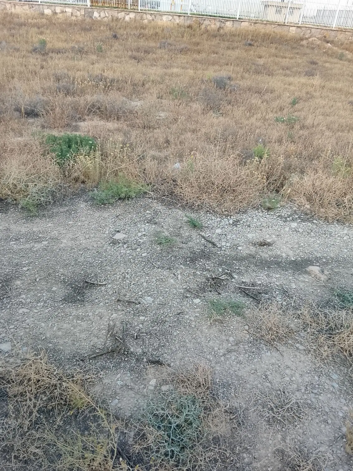 زمین