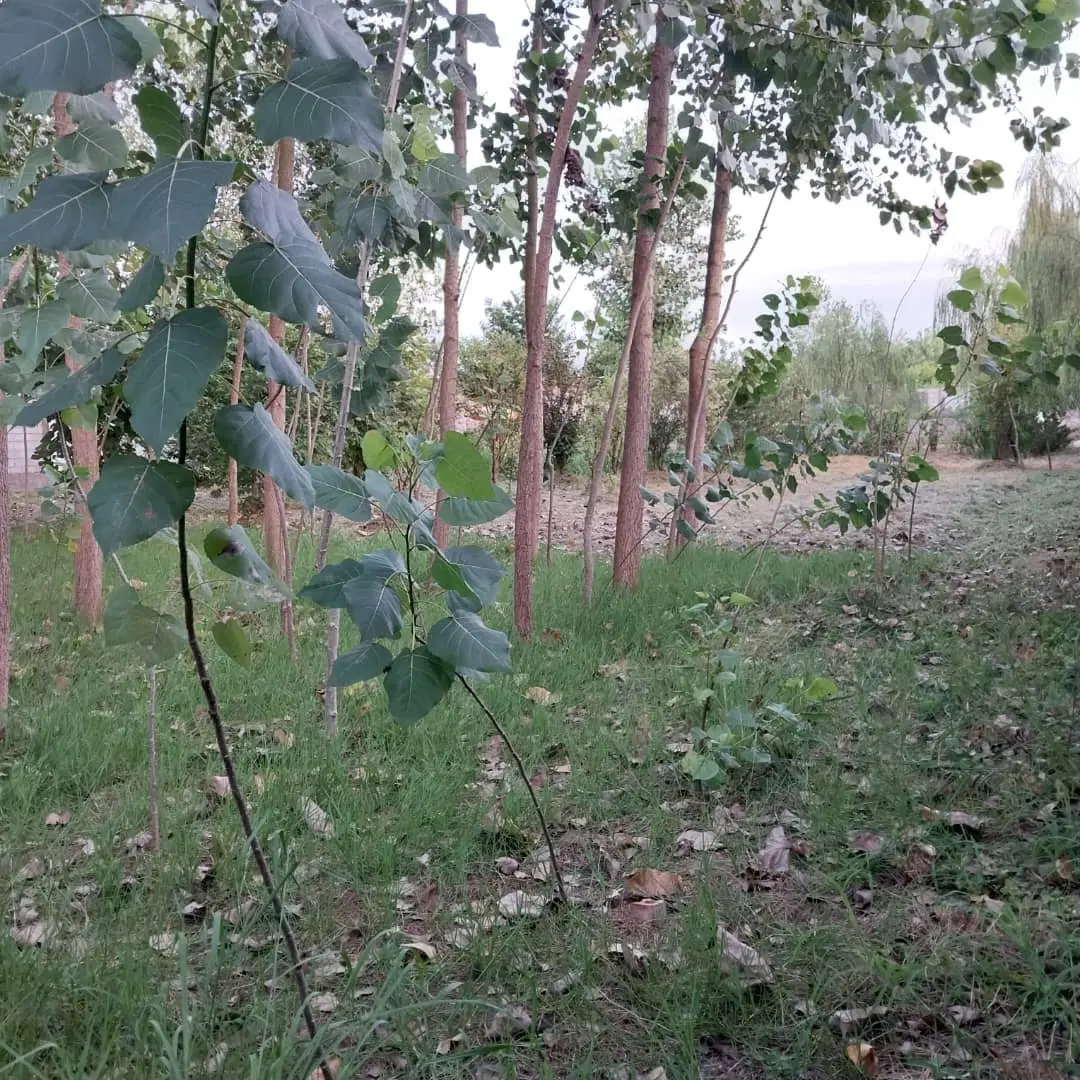 زمین ۸۴۰ متری بیجارپس