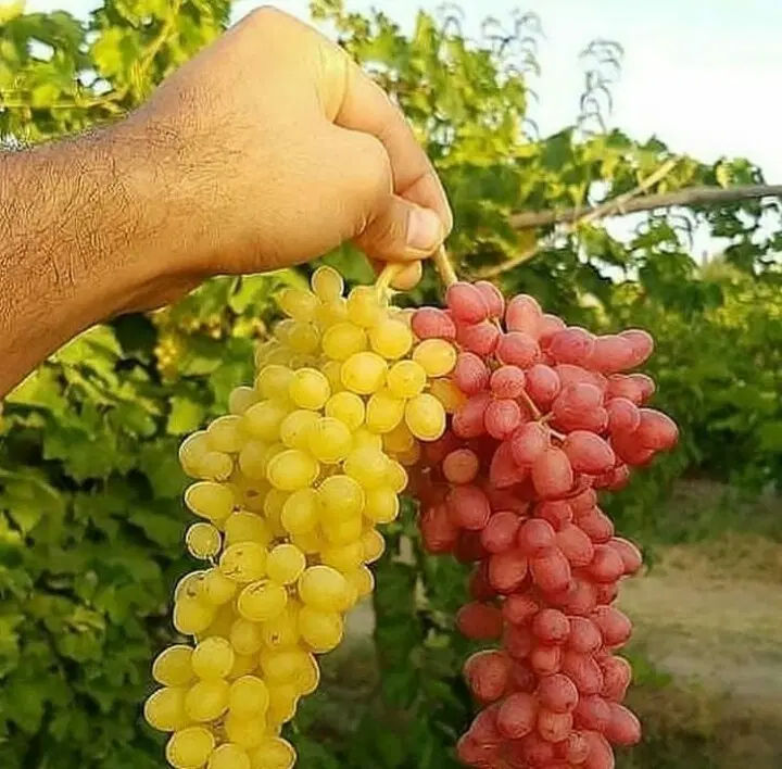 باغ انگور