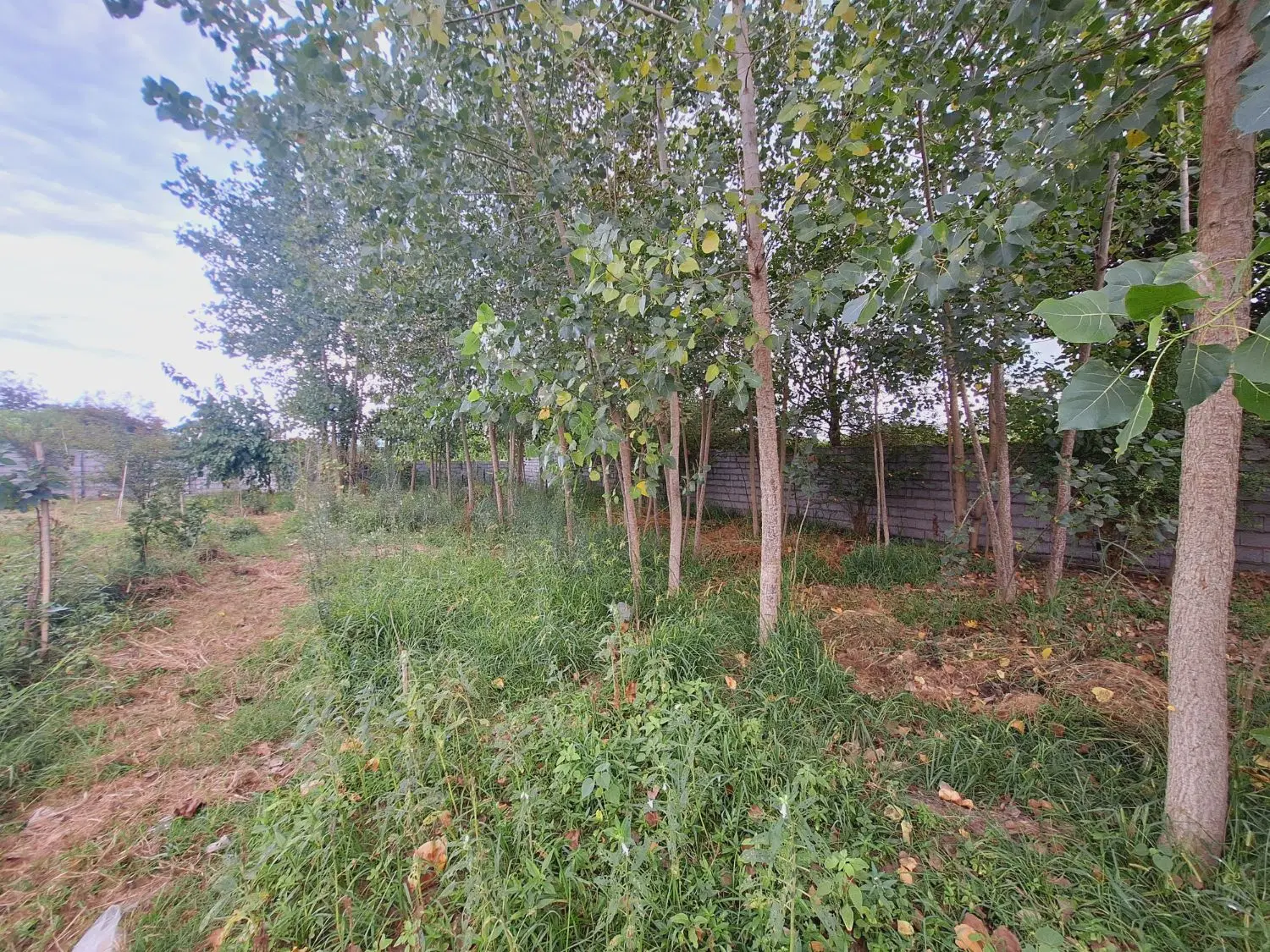 زمین باغی چهار دیواری