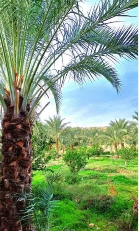 فروش زمین نخل