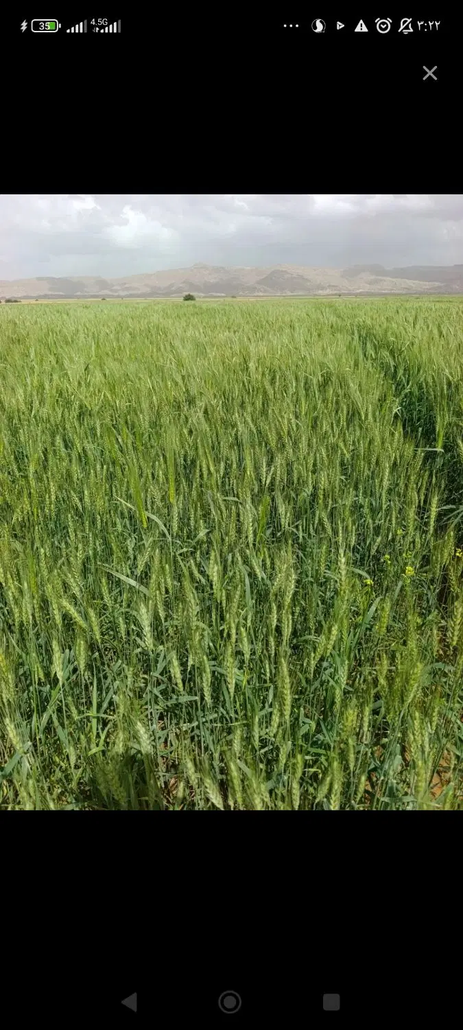 زمین کشاورزی