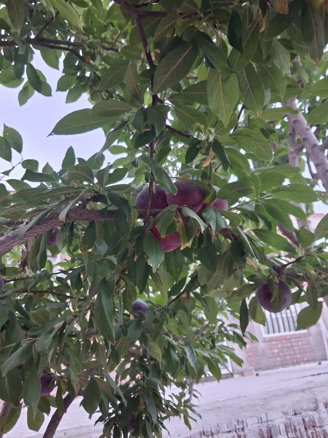 زمین جای خوش آب وهوا