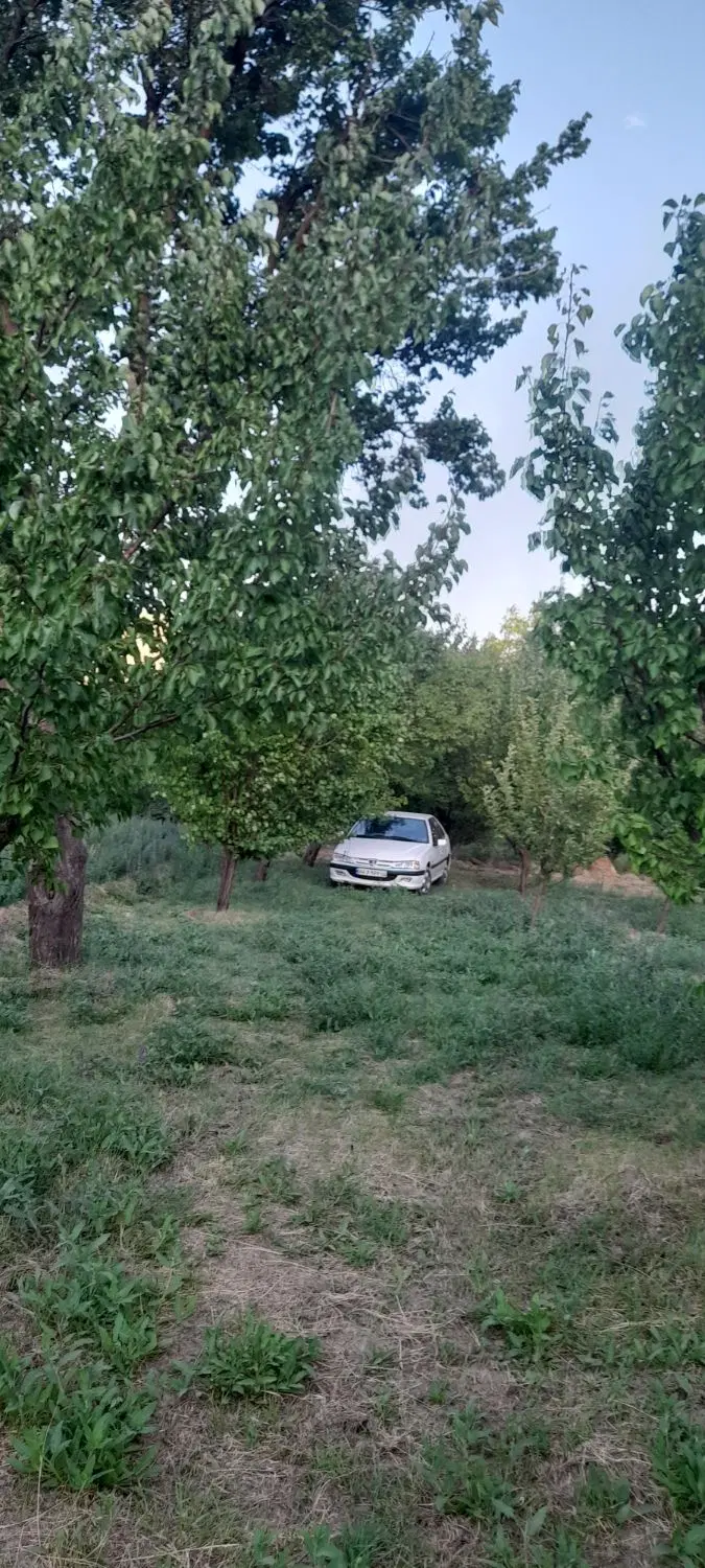 فروش باغ در روستای اولی کندی بعد از اسپیران