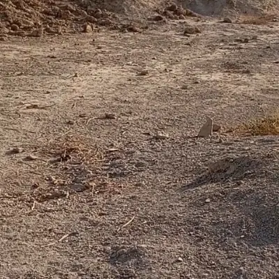 زمین نمره یک پایین