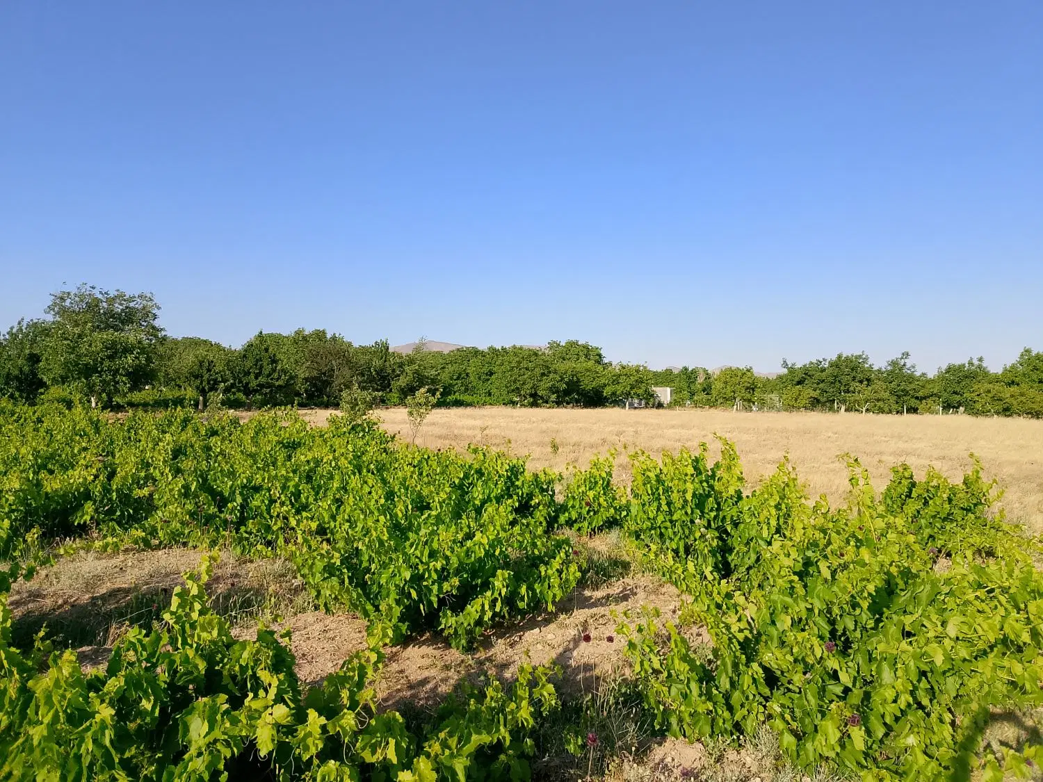 باغ انگور روستای خلج