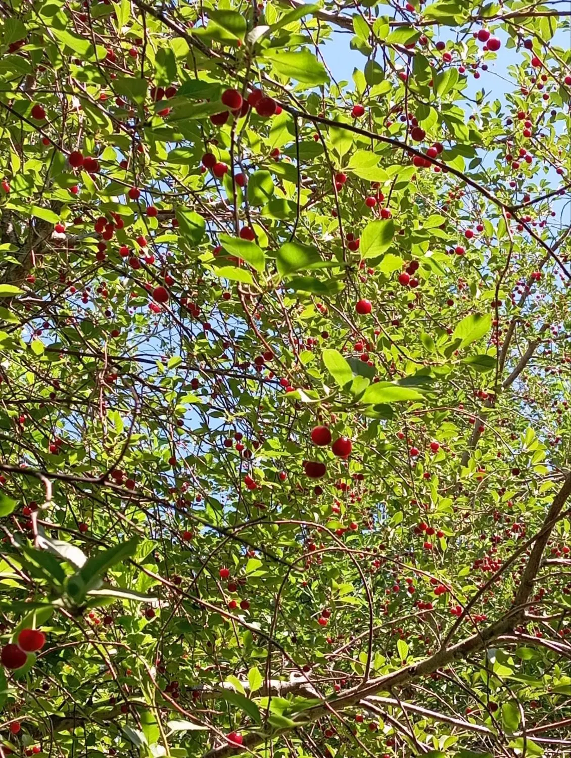 فروش ملک